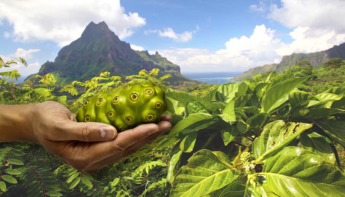 Partner.Co | Blog — Power Your Paradise With Tahitian Noni®